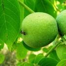 Настойка зеленого грецкого ореха на водке - применение
