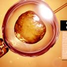 ¿Cuándo ocurre la implantación del embrión?