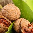 Walnut partitions: medicinal properties