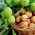 Лечебни прегради от орехи - полезна рецепта за тинктура и нейното използване