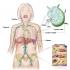 Sistema linfático humano: estrutura e funções