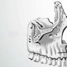 Estrutura e anatomia da mandíbula superior e inferior humana Estrutura da mandíbula superior humana