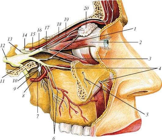 Глазной нерв где. Глазной нерв тройничного нерва. Глазной нерв анатомия верхнечелюстной. Глазной нерв анатомия тройничного нерва. Подглазничный нерв иннервирует.